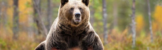 STRAVIČAN SNIMAK MEDVEDA KOJI NAPADAO OCA I SINA: Podivljala zver šapama pritiska grudni koš, a onda SLEDI HOROR (UZNEMIRUJUĆI SNIMAK)