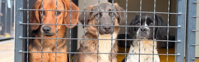 Prihvatilište za pse u Nišu širi kapacitet: do kraja četvrte faze ukupno 500 mesta
