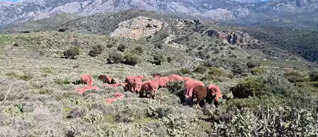 Grci farbaju ovce u crveno: Hit snimak sa Krita kruži mrežama, evo koji je razlog (VIDEO)