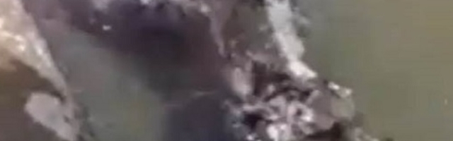 Skočio u bazen, životinja krenula za njim, a onda je usledio neverovatan obrt (VIDEO)