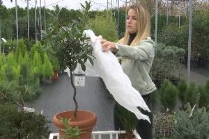 Пошто се не можемо поуздати у снег, време је да заштитимо биљке од мраза