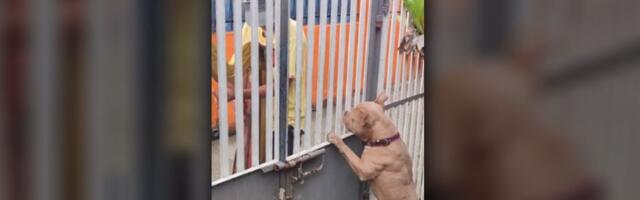 "Opasan" pas  zadivljen muzikom harfe (VIDEO)