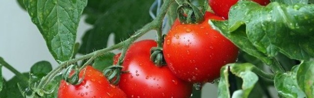 O ČEMU SE OVDE RADI?! FOTOGRAFIJA NEOBIČNOG PARADAJZA POSTALA VIRALNA NA INTERNETU! Katarina presekla povrćku i naišla na "iznenađenje"