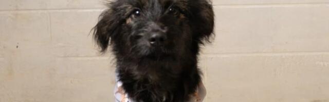 Pas koji je preživeo zlostavljanje, zarazni kašalj i tešku povredu: Posle 24 dana oporavka Mili traži dom