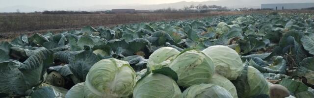 Bolje narodu nego da truli na njivi: Božidar podelio 10 tona kupusa - male otkupne cene ratare dovode do očaja