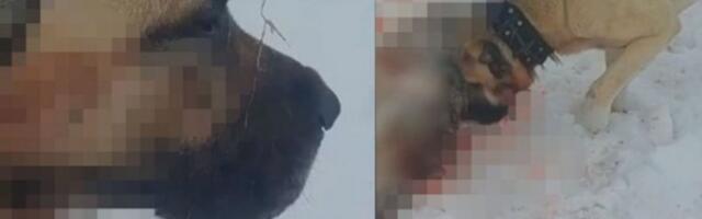 NEUSTRAŠIVI PAS SPASAO OVCE OD VUKA! Krvoločna borba na Pešteru - iako povređen, Ajaz je pravi borac i heroj! (FOTO, VIDEO)