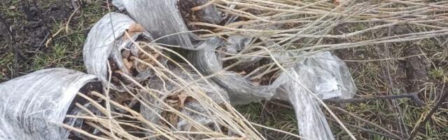 Al Dahra Srbija pokreće trogodišnji program pošumljavanja