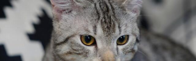 Nemojte ovo raditi u blizini mačke: Ovakve stvari razvijaju anksioznost kod vašeg ljubimca