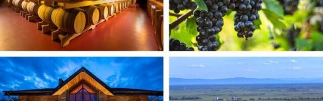 Na korak od Beograda: Vinarija Erdevik je mesto gde vino, priroda i hrana stvaraju savršen vikend