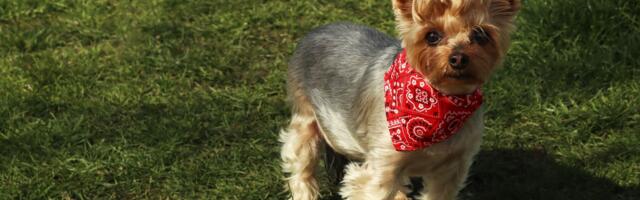 Veterinar otkriva kako da najbolje rashladite psa leti: OVAJ TRIK sa maramom može mu spasiti život