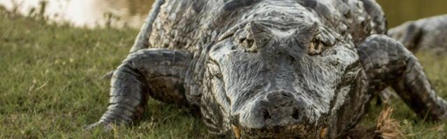 Zastrašujući prizor: Turisti u šoku, na obali reke snimili ogromnog krokodila, pogledajte šta mu je u raljama (VIDEO)