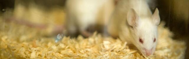 Laboratorijske životinje u Srbiji: 'I dalje su nezamenljive za eksperimente'