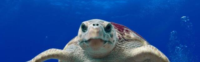 Kornjača u migracionoj ruti prešla 24.000 kilometara po Mediteranu