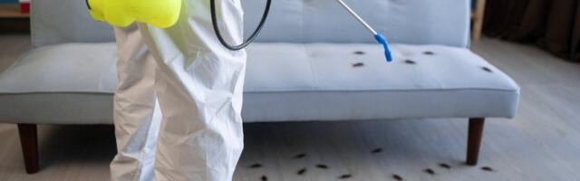 Insekti beže kao ludi: Ulje jedne biljke tera bube i glodare iz kuće