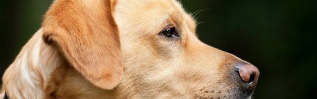 BRIŽAN LJUBIMAC! Beba je sa njim bezbedna! (Video)