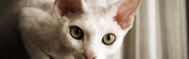 Vrste mačaka sa krupnim očima koje deluju tako simpatično baš zbog njih