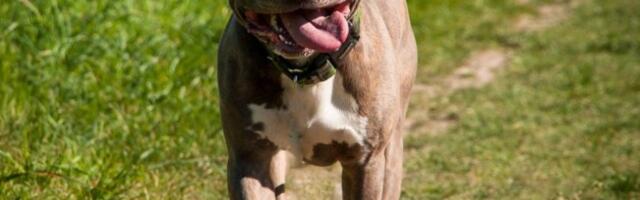 STAFORD NA ZVEZDARI NAPAO SLEPOG ČOVEKA I RASTRGAO PSA VODIČA! Zatrčao se u dečji parkić, ali se hrabri policajac bacio na njega!