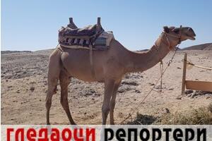 Гледаоци репортери (10. новембар 2022)