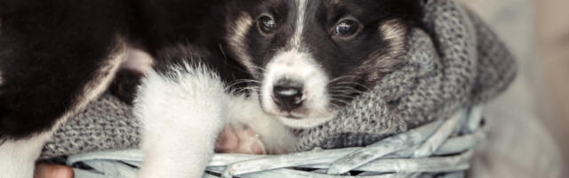 Откривена илегална фарма за узгајање животиња