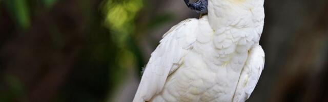 VIDEO Zašto papige plešu: Nauka ima zanimljiv odgovor