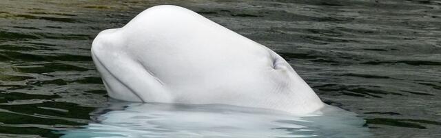 VIDEO: Beluga kit pokazao znak inteligencije za koji se pre mislilo da je jedinstven za ljude