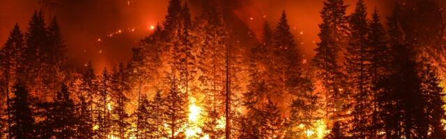 Amsterdamska firma za pošumljavanje spalila preko 14.000 hektara šume u Španiji