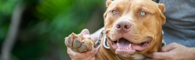 "OSMEHNUO SE I SAMO ZATVORIO OČI" Potresne reči oca dečaka (2) kog je rastrgao pas, LEKARI NISU VIDELI TAKAV HOROR!