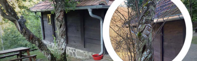 BOŽJE ČUDO U PORTI CRKVE CARA LAZARA: Za šljive koje same “plešu” nauka nema objašnjenje, ali vernici imaju (FOTO)