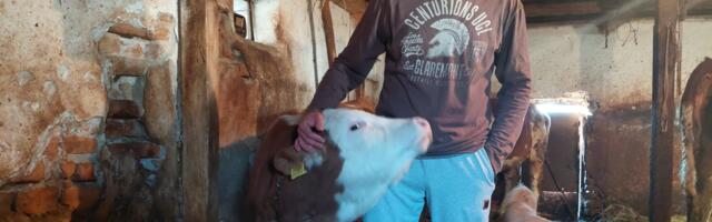 Strah, ucene, otkupna cena mleka od 30 dinara, a zatim i prekid otkupa od strane mlekare (VIDEO)