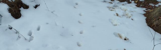 "Bolje da se taktički povučem" Lovac Ivan ostao u šoku kad je kod Babušnice video SVEŽE TRAGOVE u snegu