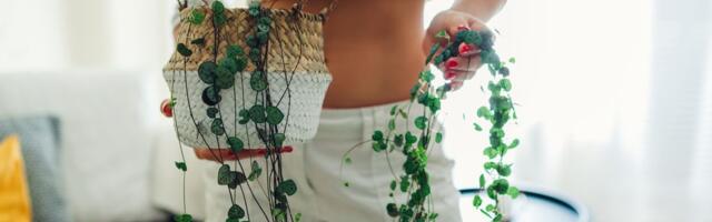 Biljka brojanica je najlepši ukras koji možete imati u kući: Treba joj samo ovo da bi narasla brzo