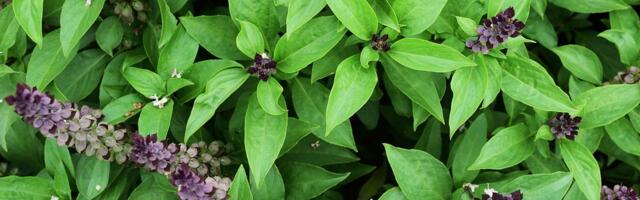 April traži biljku koju su naše bake držale na prozoru: Stari običaj vezuje je za novac i ljubav