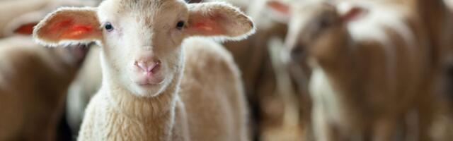 Otvoreno novo tržište za srpske stočare: Čak 8.000 jagnjadi izvezeno u Libiju