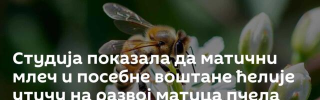 Студија показала да матични млеч и посебне воштане ћелије утичу на развој матица пчела