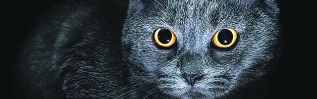 U Egiptu su bile obožavane, a kod nas je verovanje da donose nesreću- Evo i objašnjenja zašto