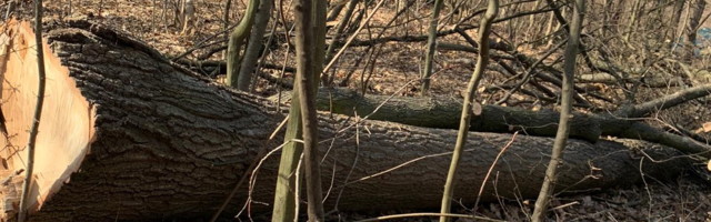 Pokrenuta peticija za zaustavljanje seče šume u Krasojevića zabranu