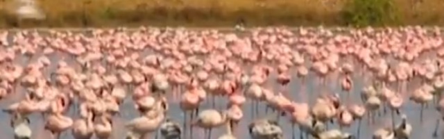 Milioni ljudi se povukli u kuće zbog korone, ali oni sada uživaju! Desetine hiljada flamingosa na obali u Indiji (VIDEO)