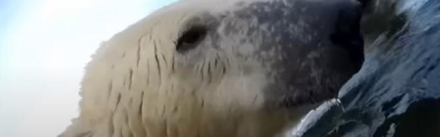 Naučnici postavili kamere na polarne medvede i potresli se prizorima (VIDEO)