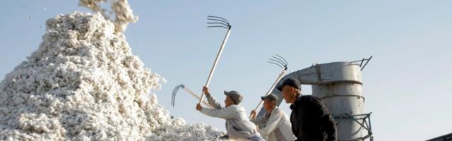 EU priprema sankcije uzbekistanskim firmama za pamuk zbog veza s ruskom vojskom