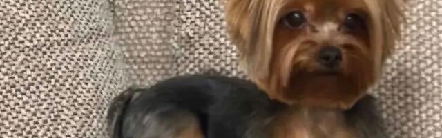 Beograđani, potrebna pomoć: U Mirijevu nestala Kruna bez čipa i ogrlice, nagrada nalazaču 1.000 evra