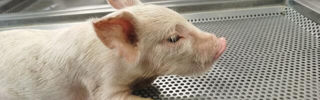 Prvi veštački jednjak uspešno presađen kod svinja