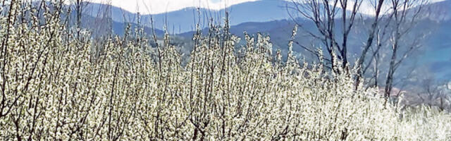 Топличким воћарима забрањено прскање препаратима отровним за пчеле