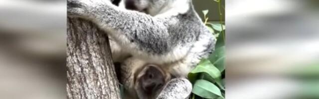 VIDEO: Prva beba koala rođena u zoo vrtu na Floridi - još je u maminoj torbi