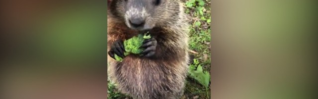 Mrmot navalio na brokoli i presladak je (VIDEO)
