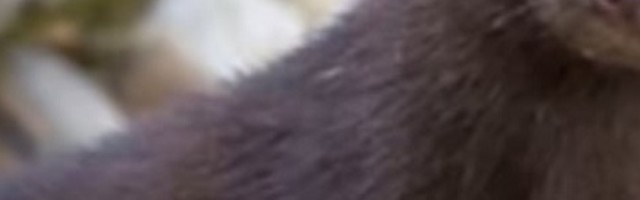 Danska iskopava milione mrtvih vizona