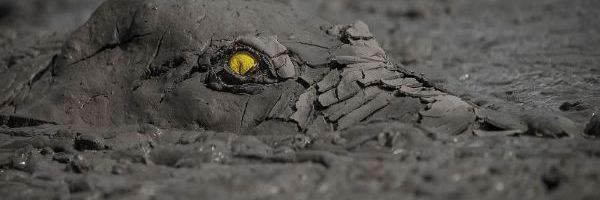 Nemačko udruženje prirodne fotografije predstavlja najbolje radove iz ove godine