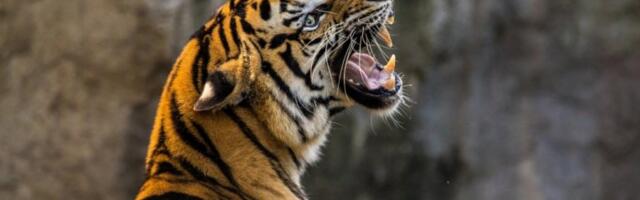 STRAVA I UŽAS U ZOOLOŠKOM VRTU: Tigar raskomadao čuvara, jedva sprečena još veća tragedija (FOTO)