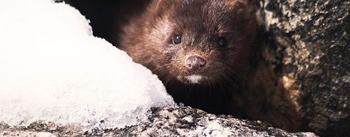 Danska istrebljuje vizone zbog mutiranog koronavirusa koji se prenosi na ljude