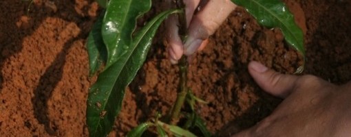 Akcija pošumljavanja izgorelog područja u Dalmaciji