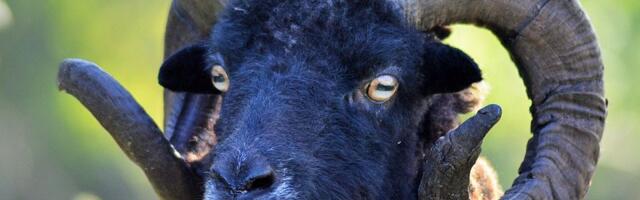 VIDEO: Farmer oformio prvo stado gej ovnova - da ih spasi od klanja